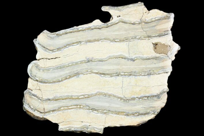 Polished Mammoth Molar Section - South Carolina #125553